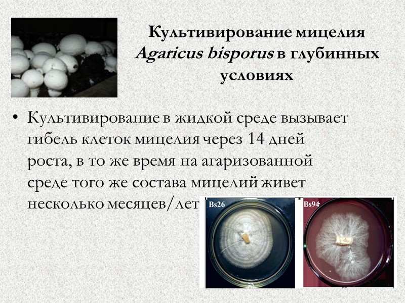 Культивирование мицелия  Agaricus bisporus в глубинных условиях Культивирование в жидкой среде вызывает гибель